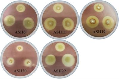 Insights Into Manganese Solubilizing Bacillus spp. for Improving Plant Growth and Manganese Uptake in Maize